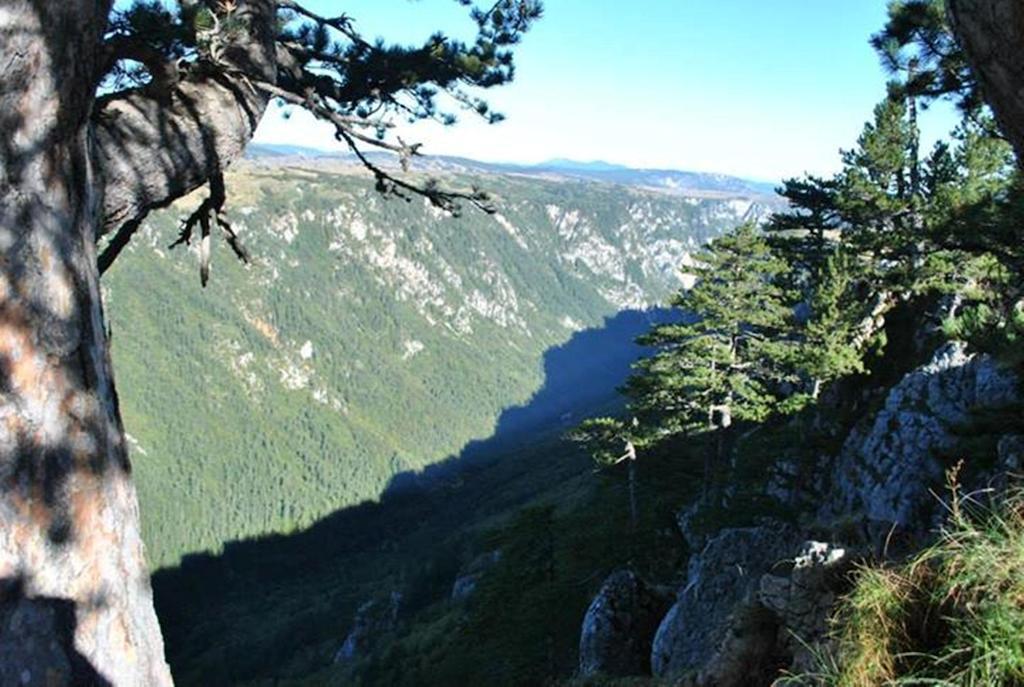 Underwoods Zabljak Guesthouse Luaran gambar